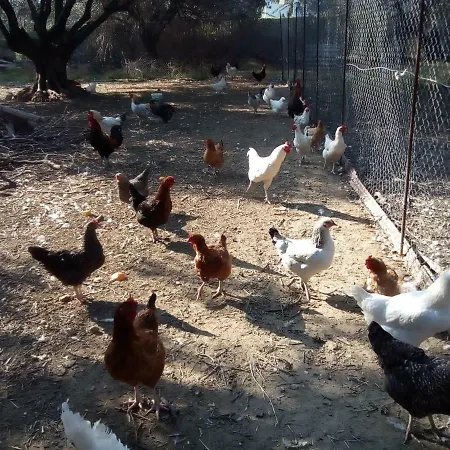 度假居 Farm House